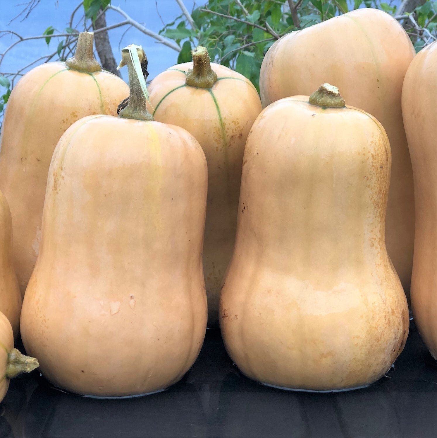 Squash