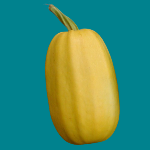 Squash