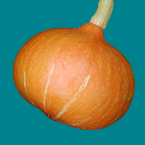 Squash