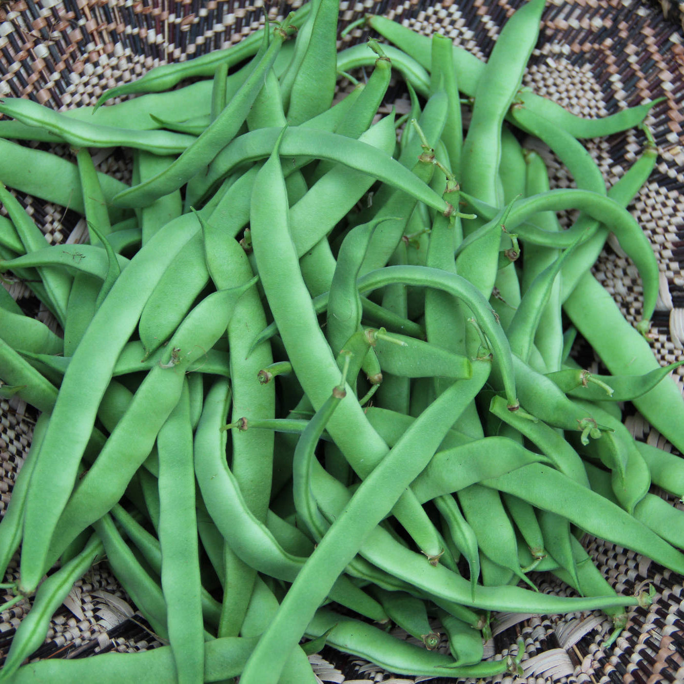 Bean