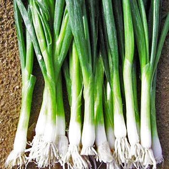 Parade Bunching Onion