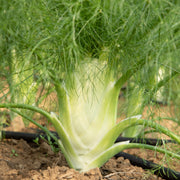Fino Fennel