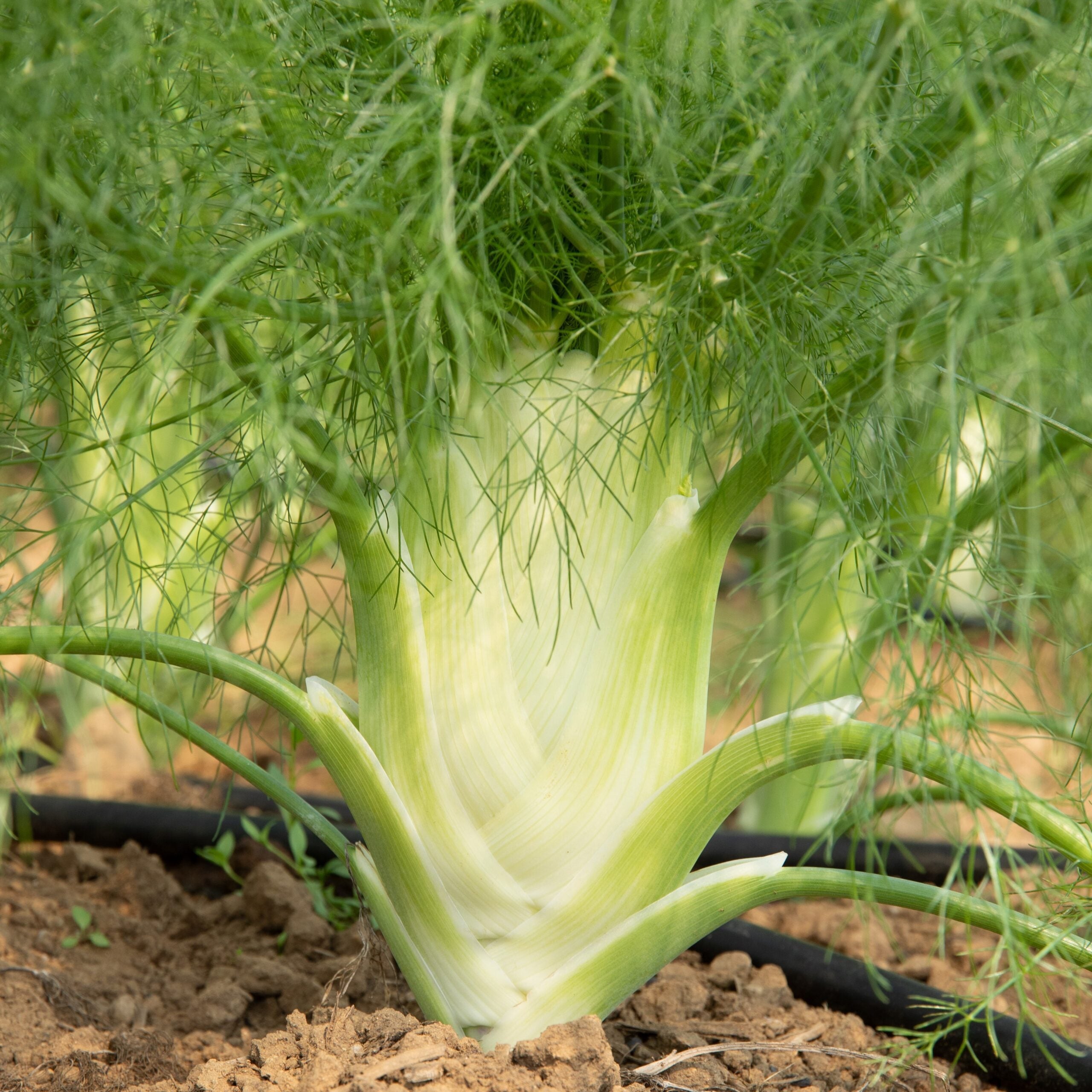 Fino Fennel