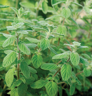 Garden marjoram