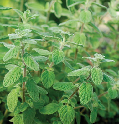 Garden marjoram