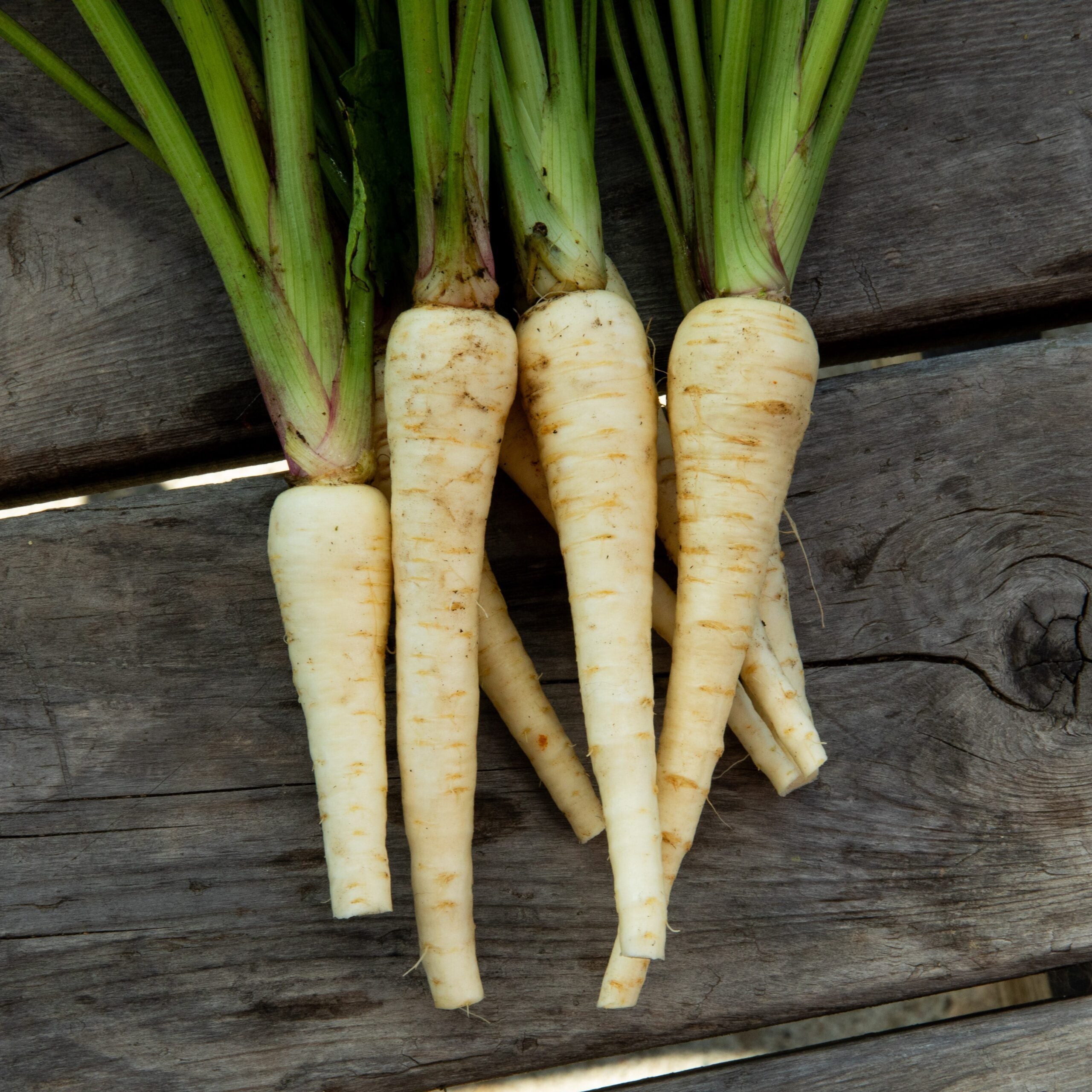 Halblange parsnip