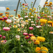 Everlasting flower mixed