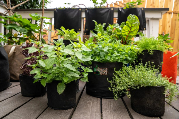 Smart Pot