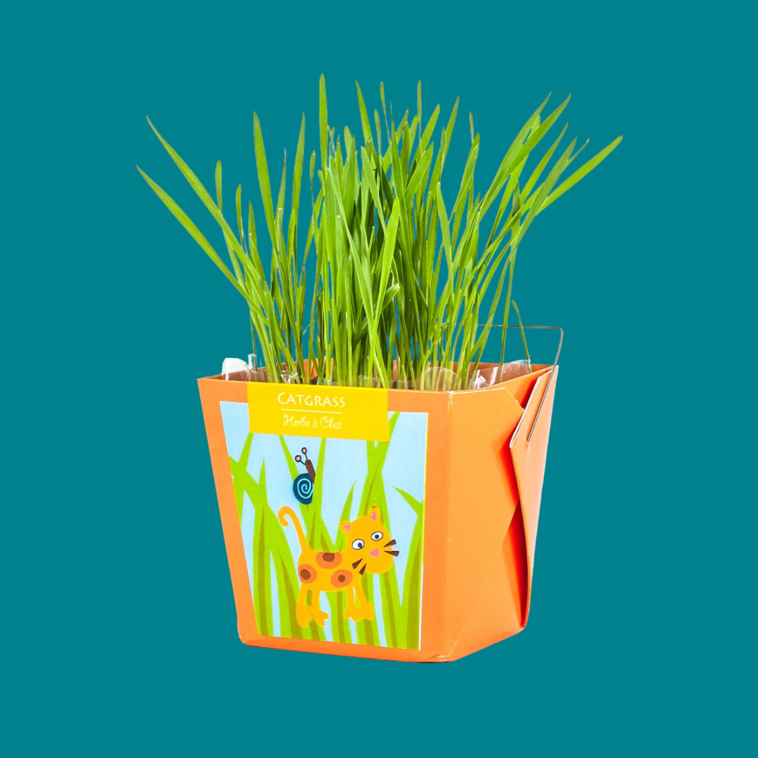 Grow at home: Cat grass