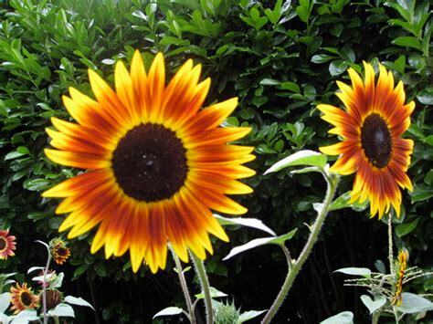 Eclipse Dwarf Sunflower