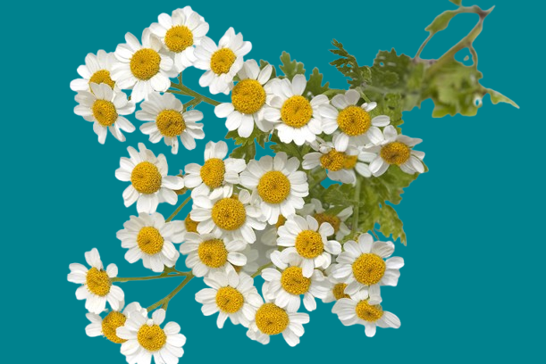 Large Chamomile