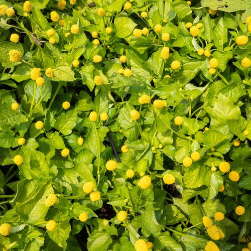 Brazilian watercress