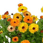 Garden marigold