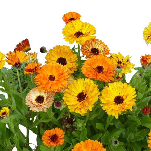 Garden marigold
