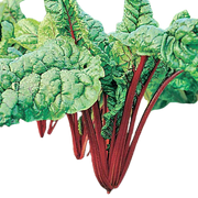 Swiss Chard - Rhubarb Red
