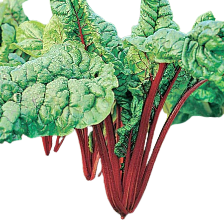 Swiss Chard - Rhubarb Red
