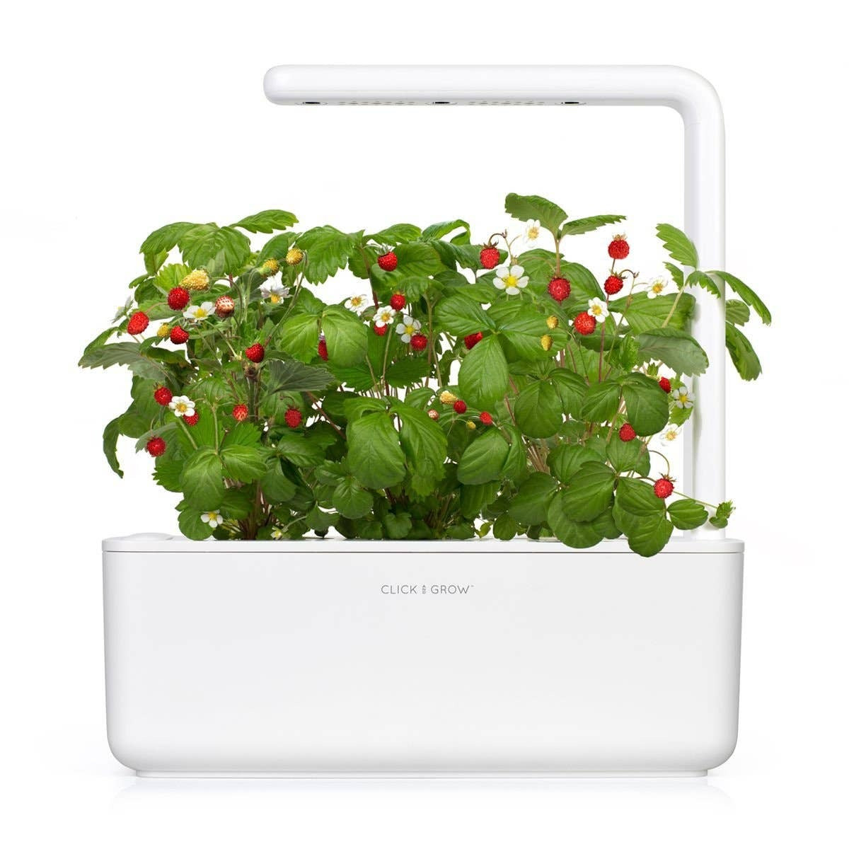 Cherry Tomato Pods