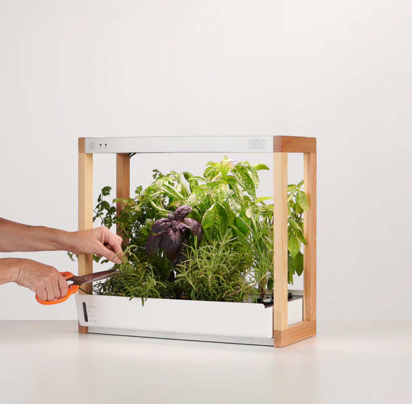 Rise Garden