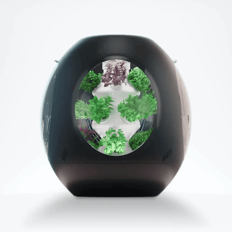 Rejuvenate - Black