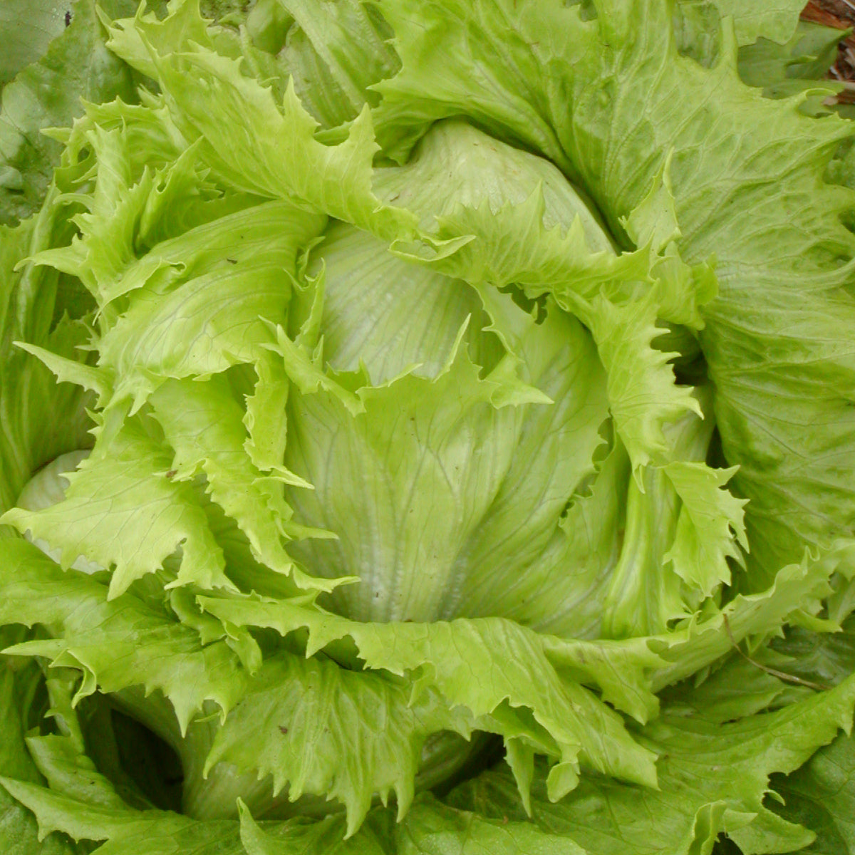 Lettuce
