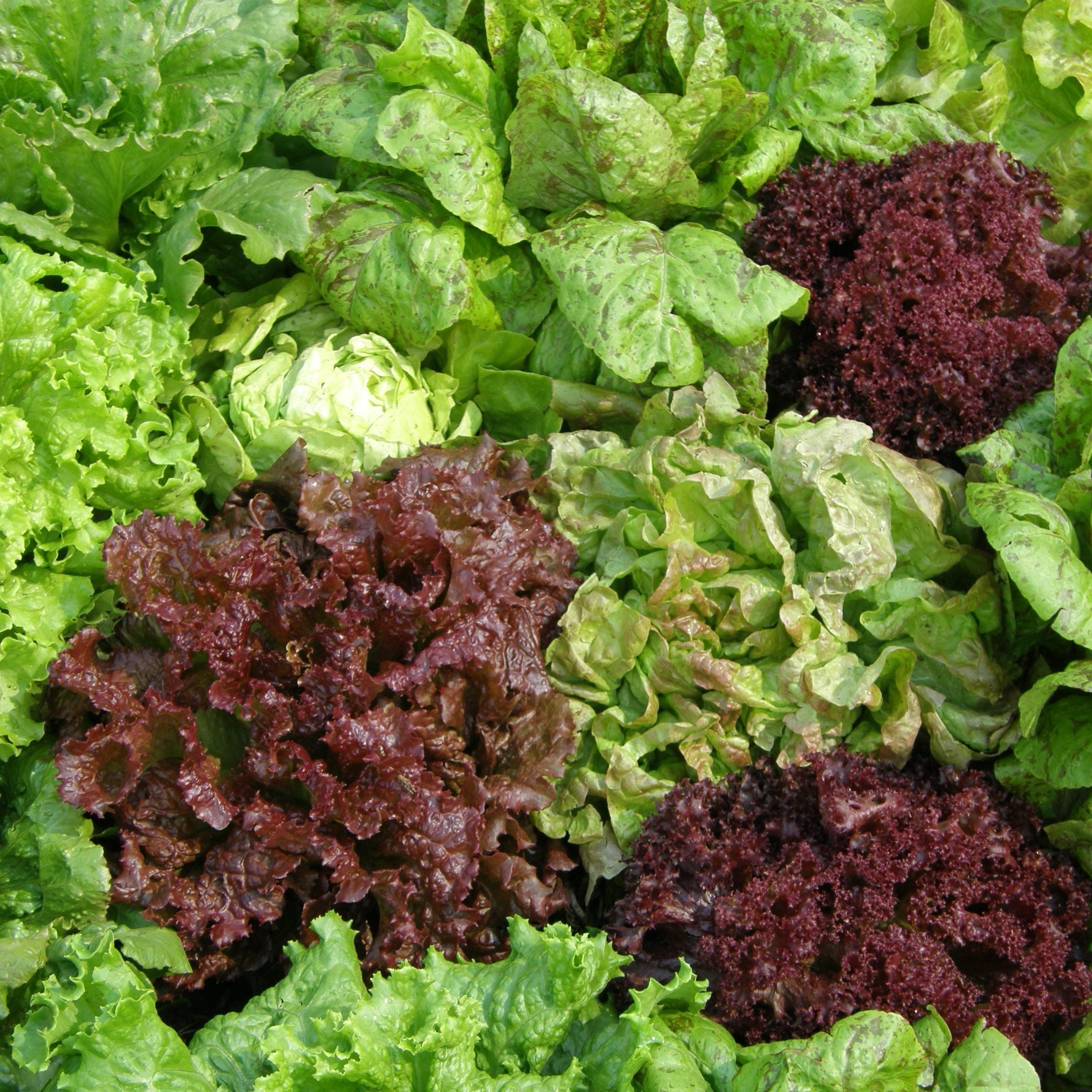 Lettuce