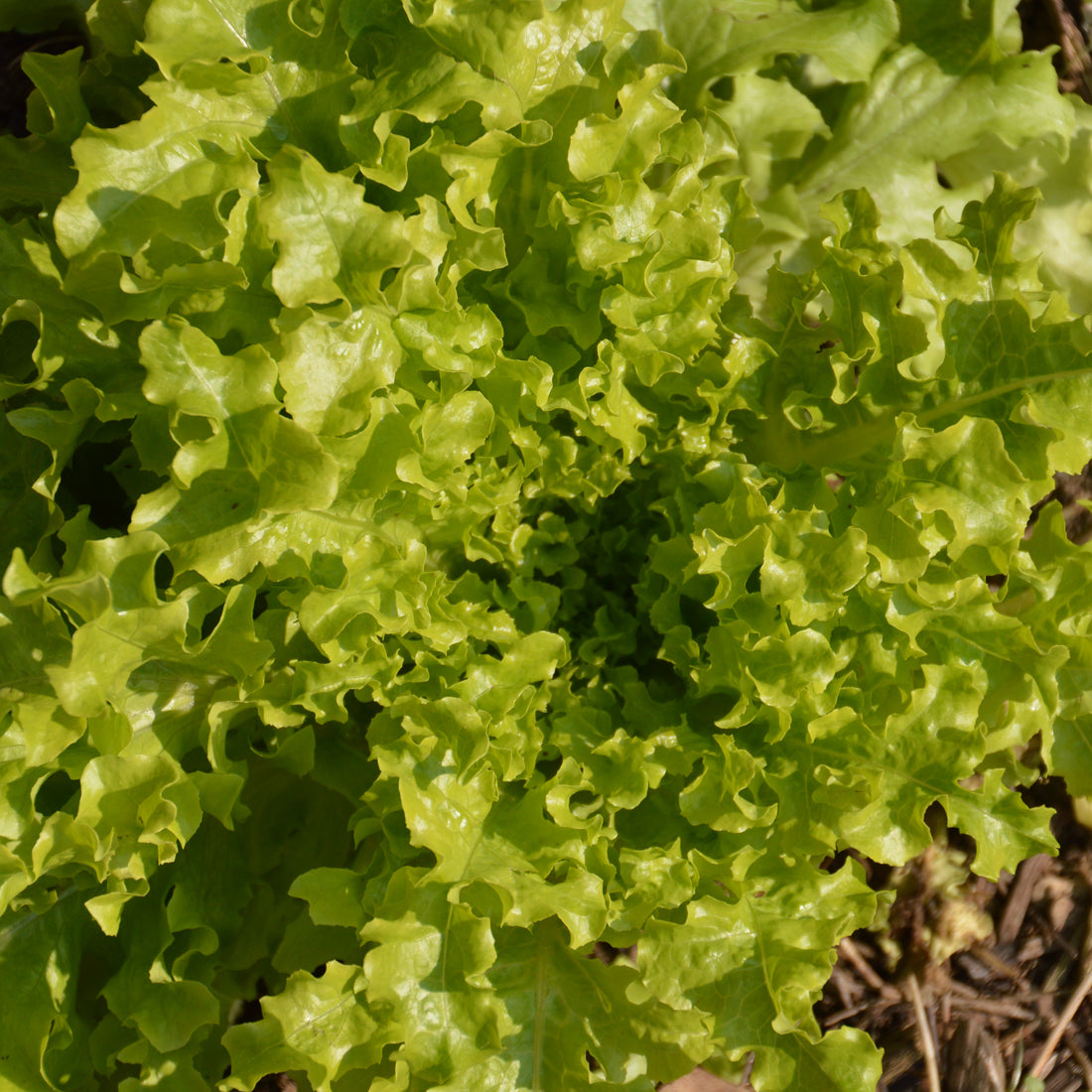 Lettuce