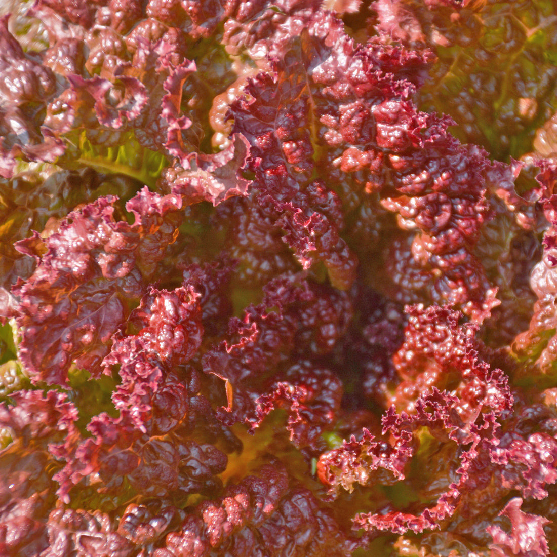 Lettuce