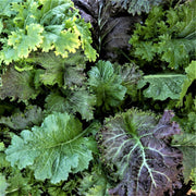 Mesclun