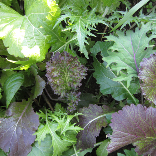 Mesclun
