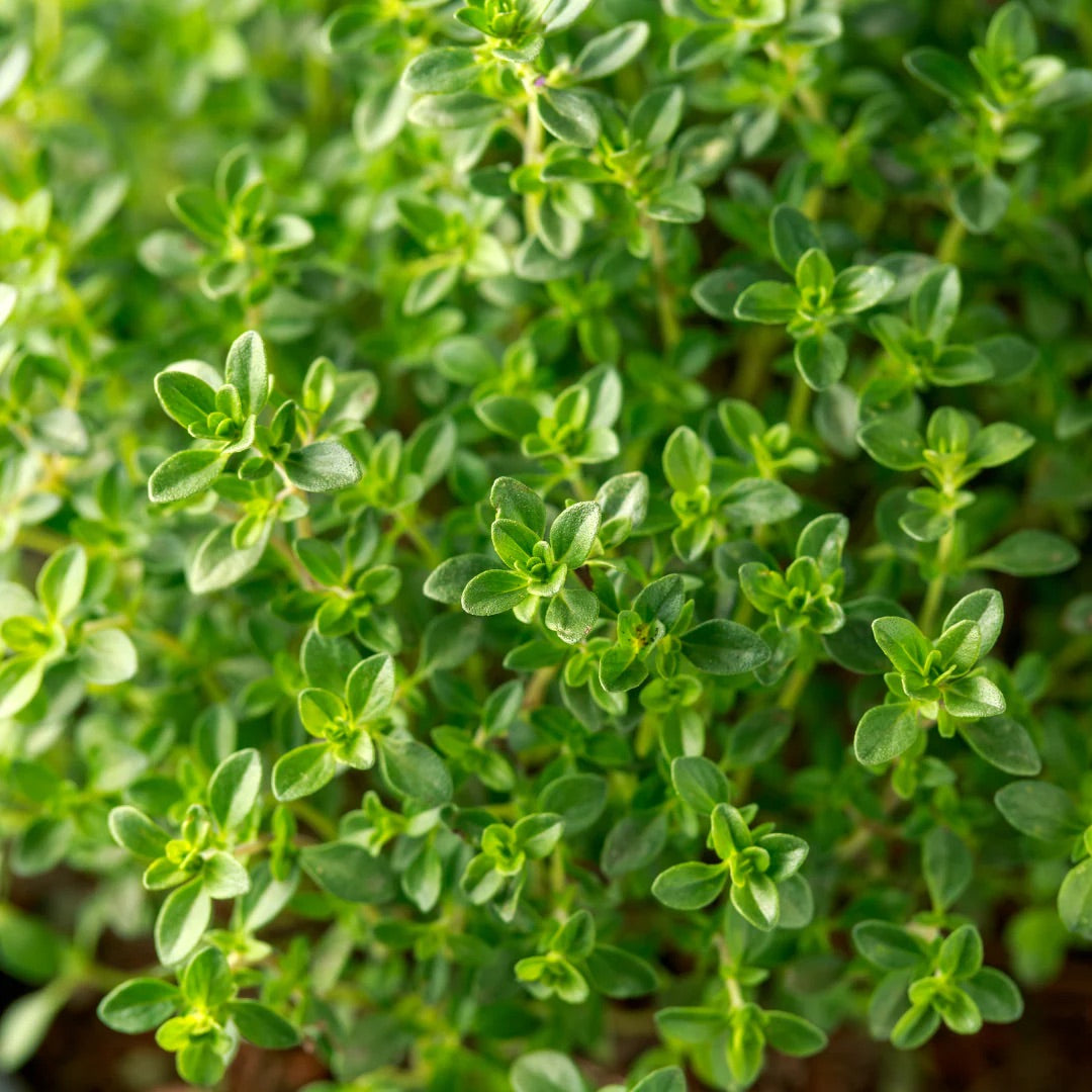 German thyme