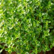 German thyme