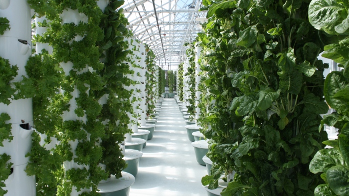 Hydroponie vs Aéroponie : Les Secrets des Jardins Sans Terre Révélés 🌱💧
